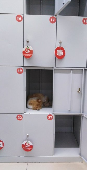 Камеры хранения и то, что в них можно найти